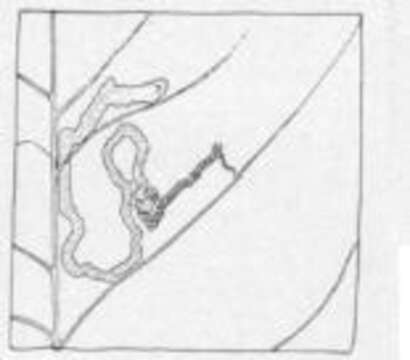 Imagem de Stigmella flavipedella (Braun 1914) Wilkinson et al. 1981