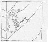 Stigmella flavipedella (Braun 1914) Wilkinson et al. 1981的圖片