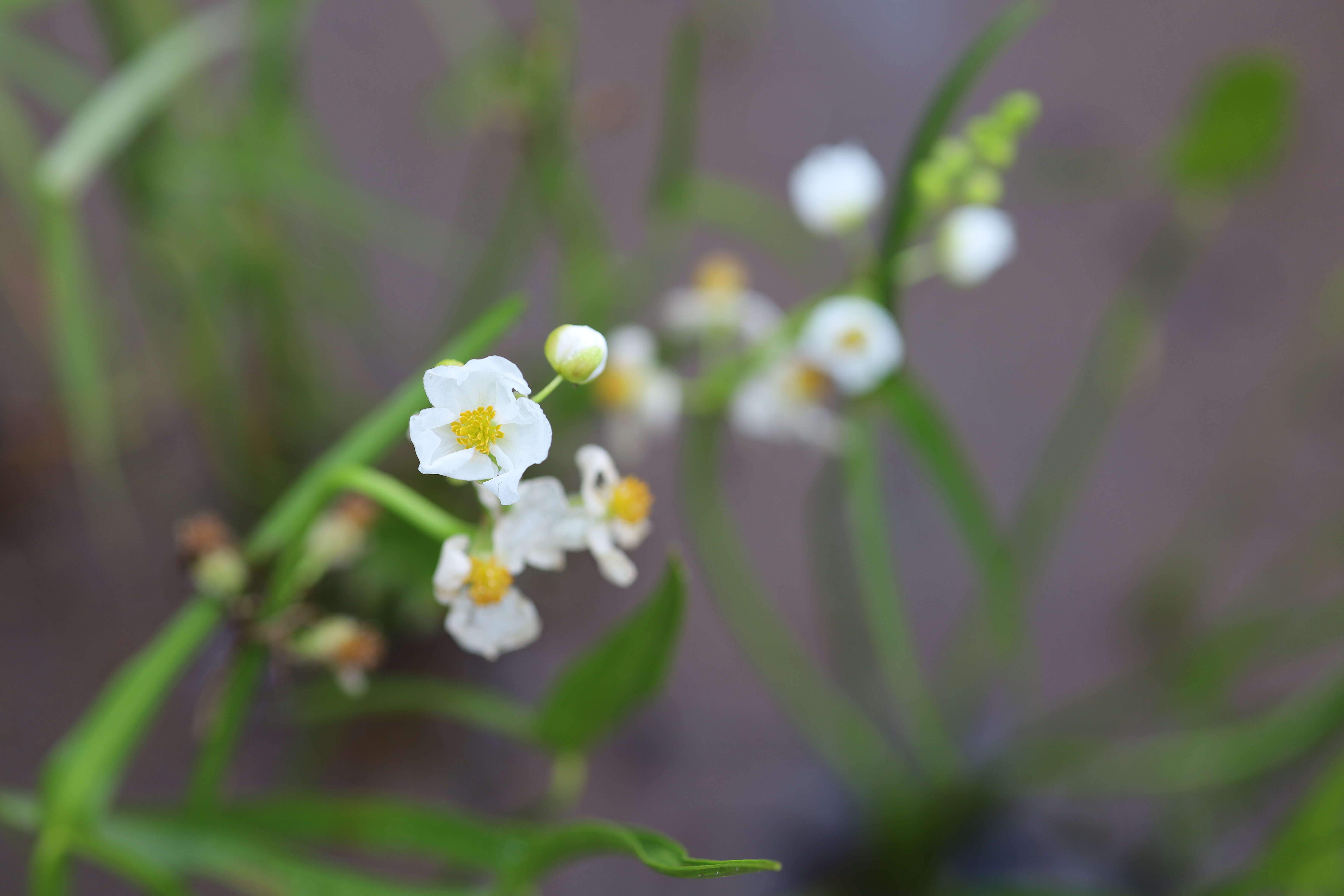 Sagittaria latifolia Willd. resmi