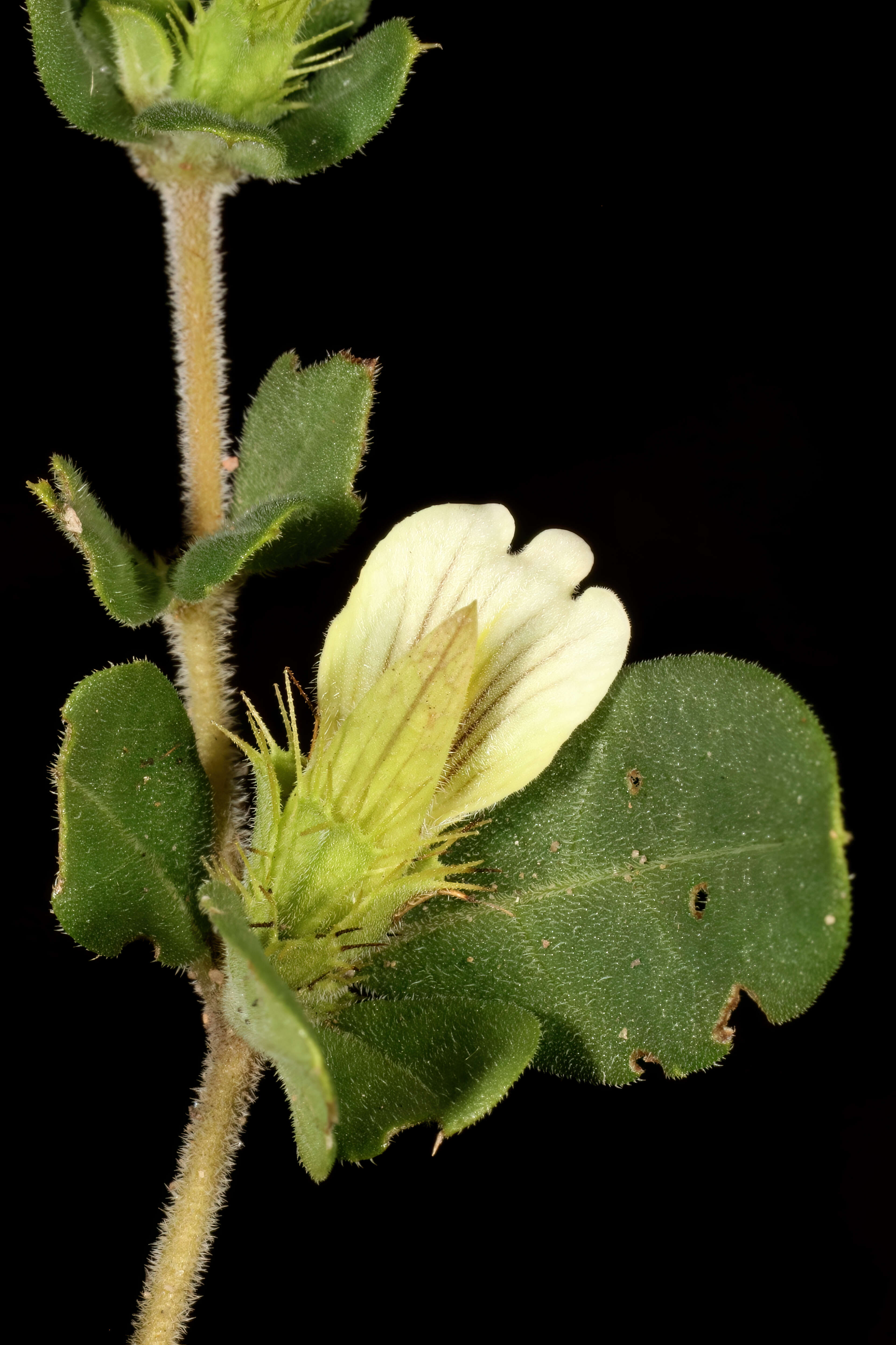 Image of Blepharis maderaspatensis (L.) Heyne ex Roth