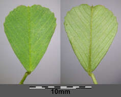 Слика од Medicago truncatula Gaertn.