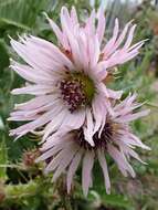 Image of Berkheya purpurea (DC.) Benth. & Hook. fil. ex Mast.