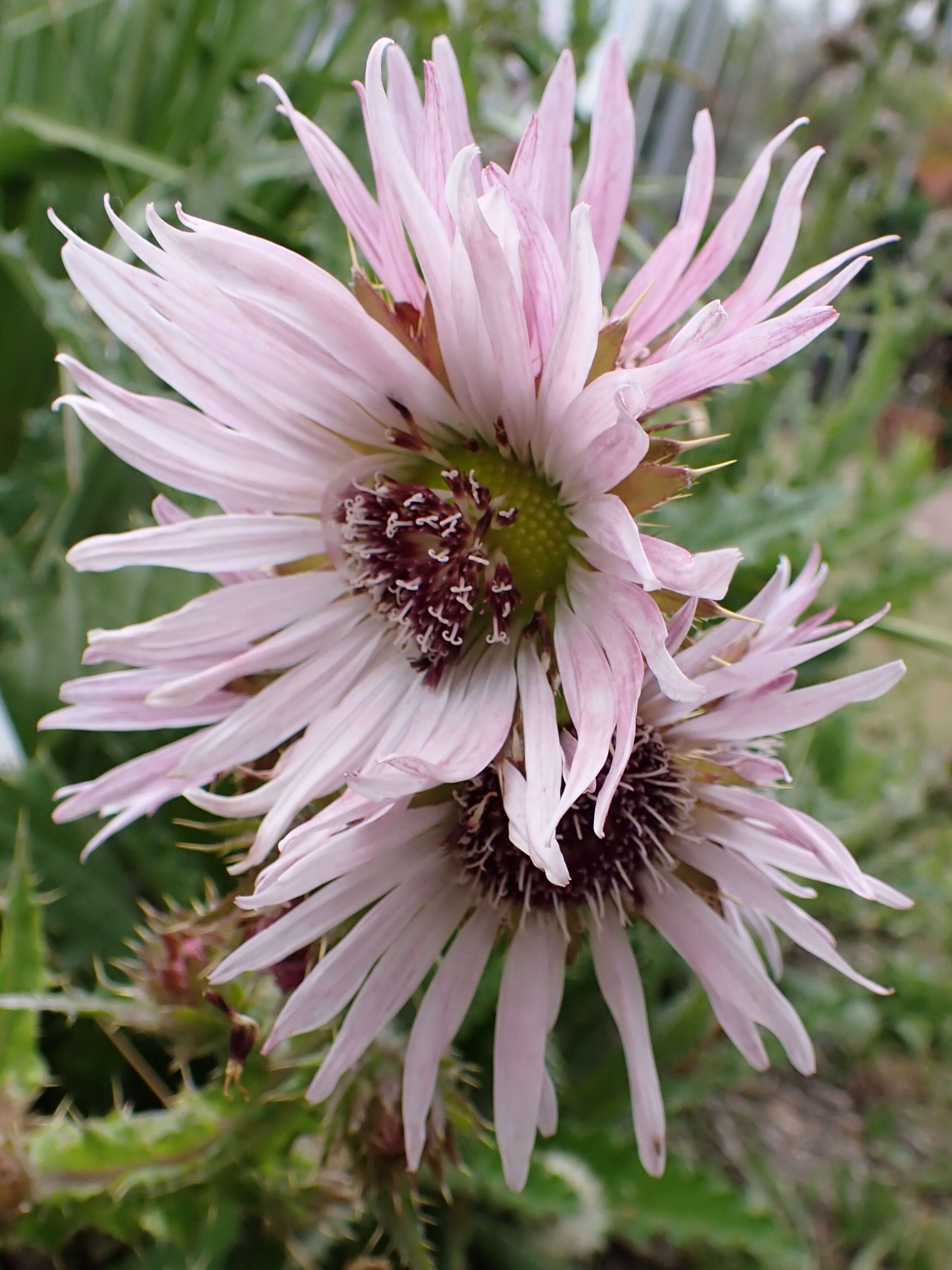 Image of Berkheya purpurea (DC.) Benth. & Hook. fil. ex Mast.