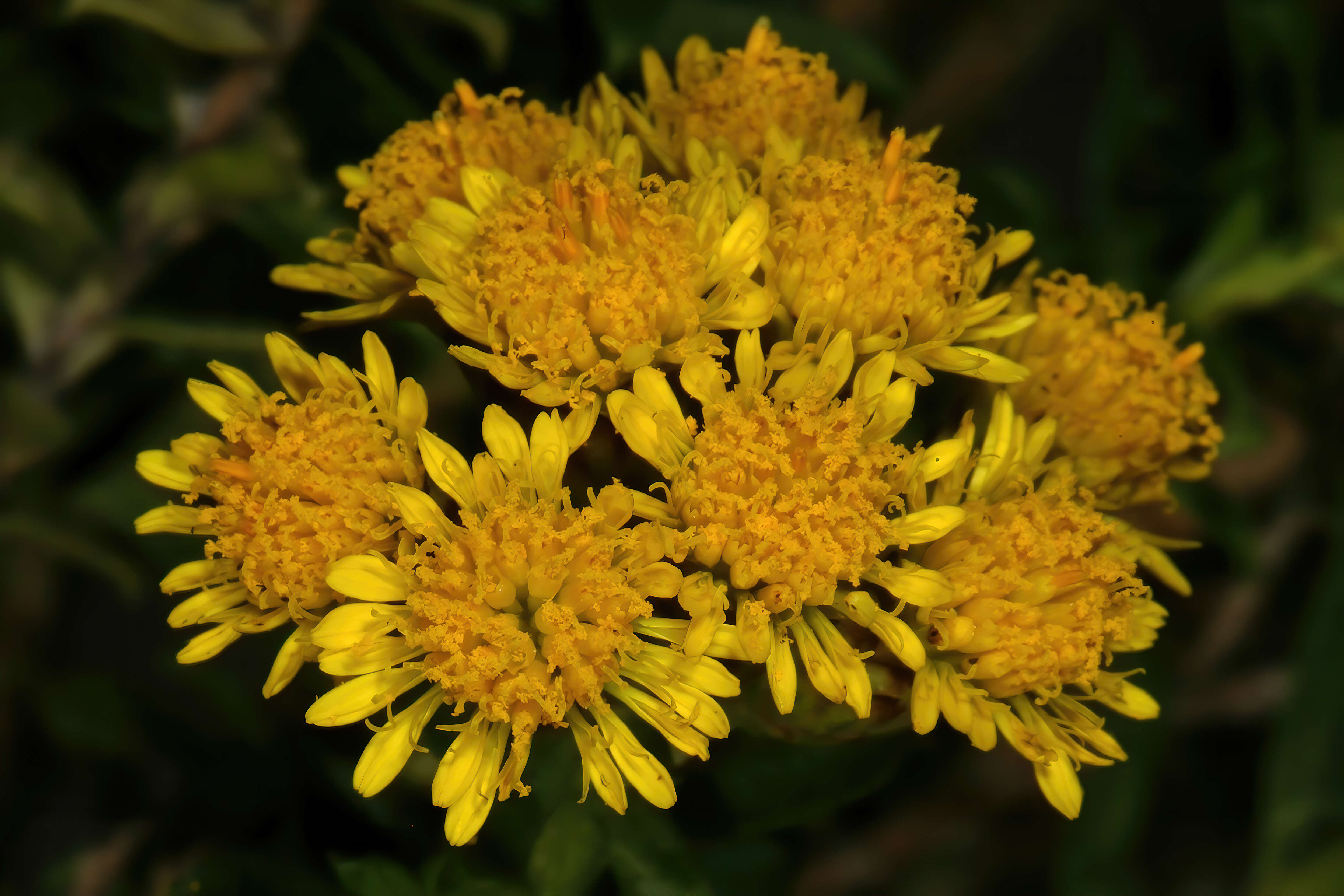 Image of Oedera squarrosa (L.) A. A. Anderberg & K. Bremer