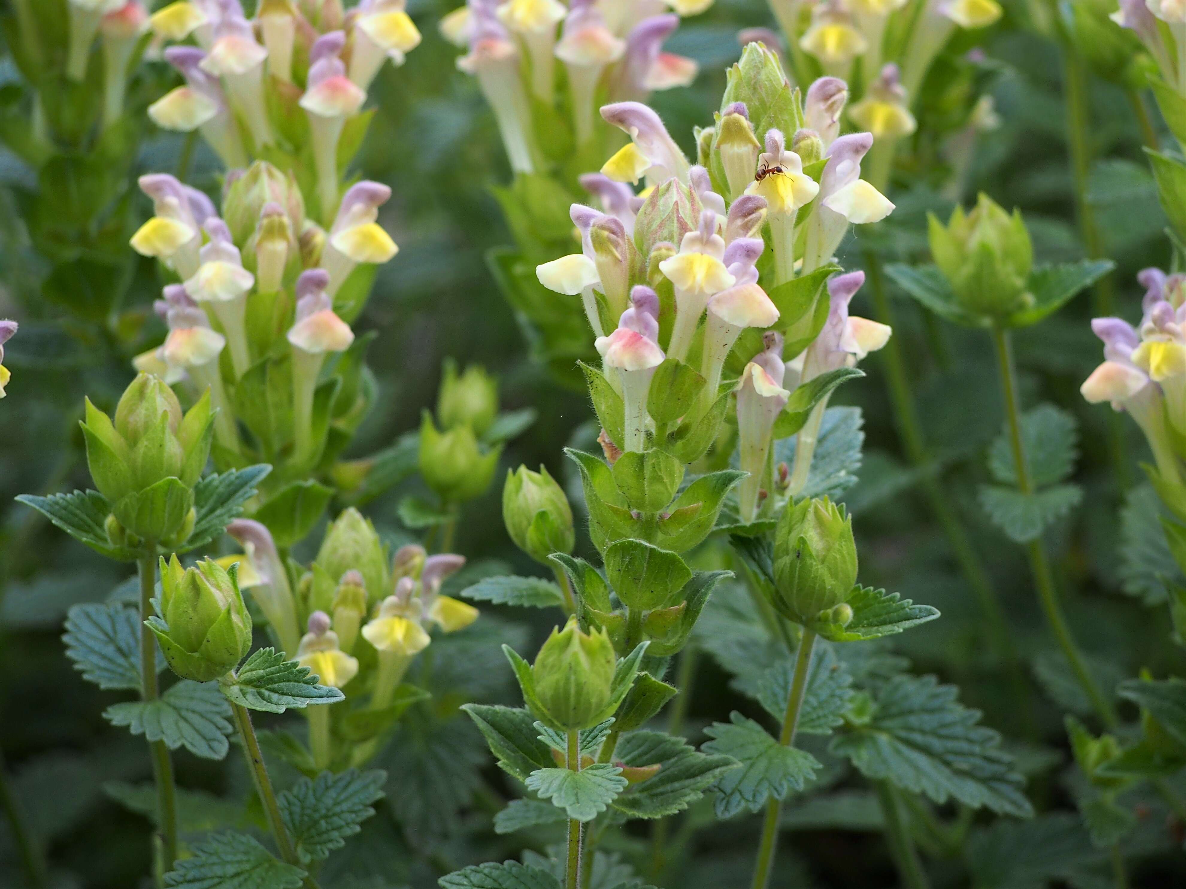 Image of Scutellaria orientalis L.