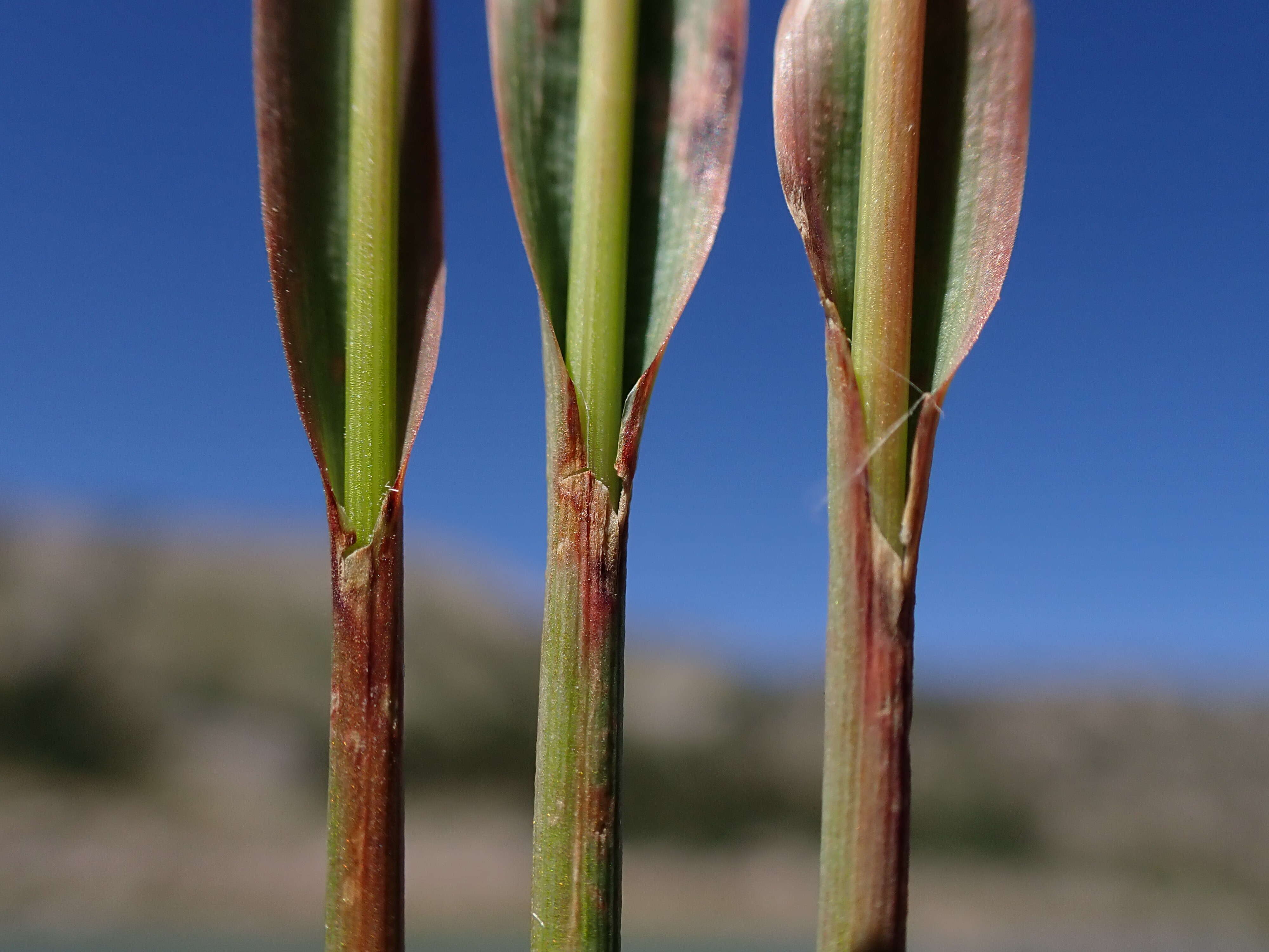 Image de Luzula parviflora (Ehrh.) Desv.