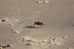 Image of red ghost crab