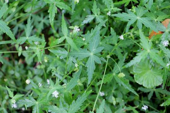 Image of Hydrocotyle geraniifolia F. Müll.