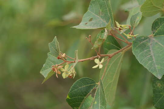 Image of Kydia calycina Roxb.