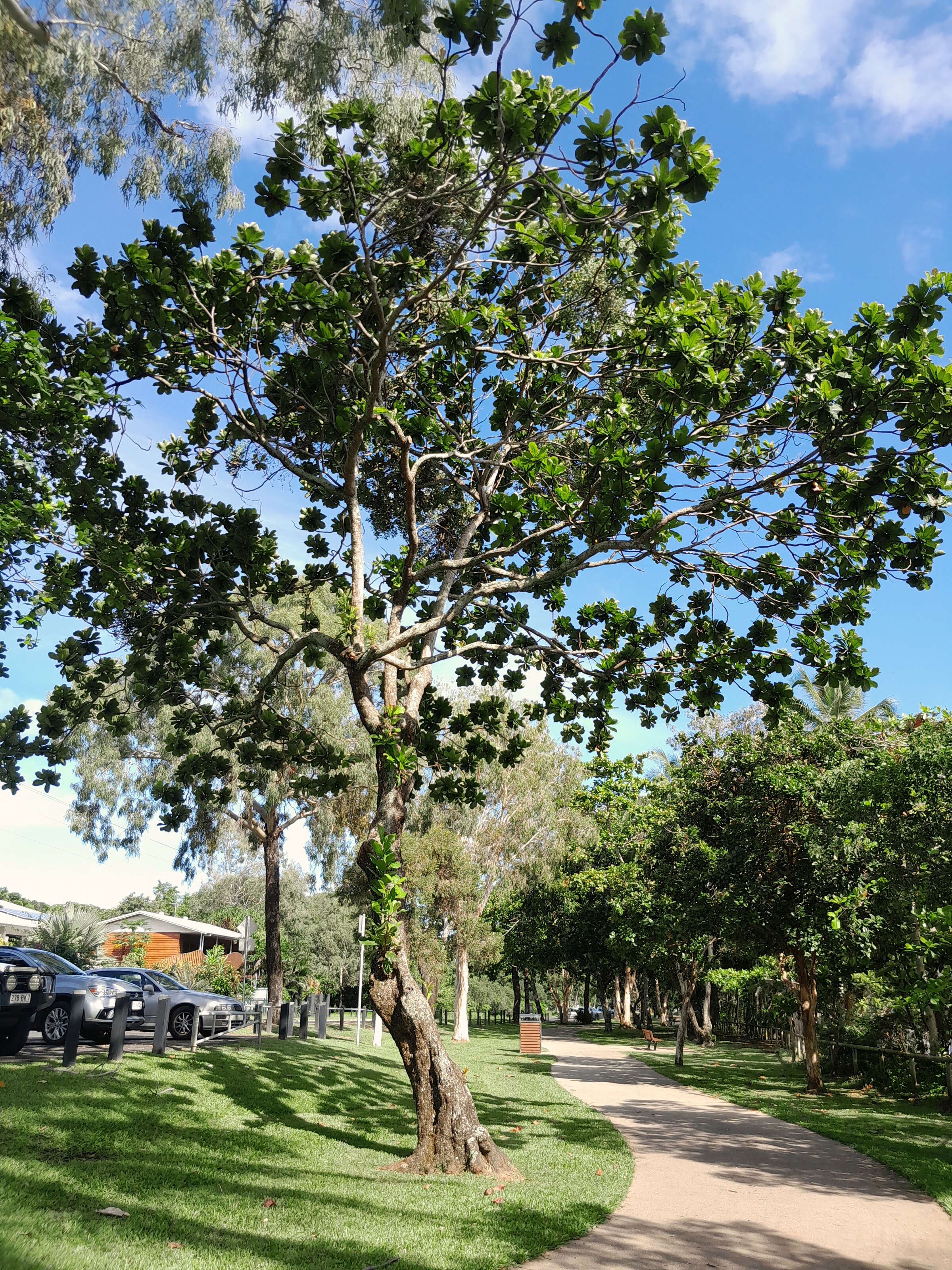 Image of brown damson