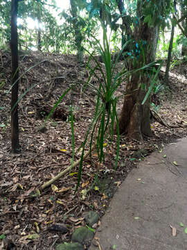 Image of Scrub breadfruit