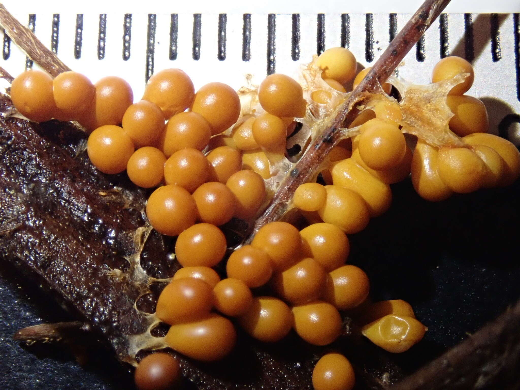 Image of Egg-shell Slime Mould