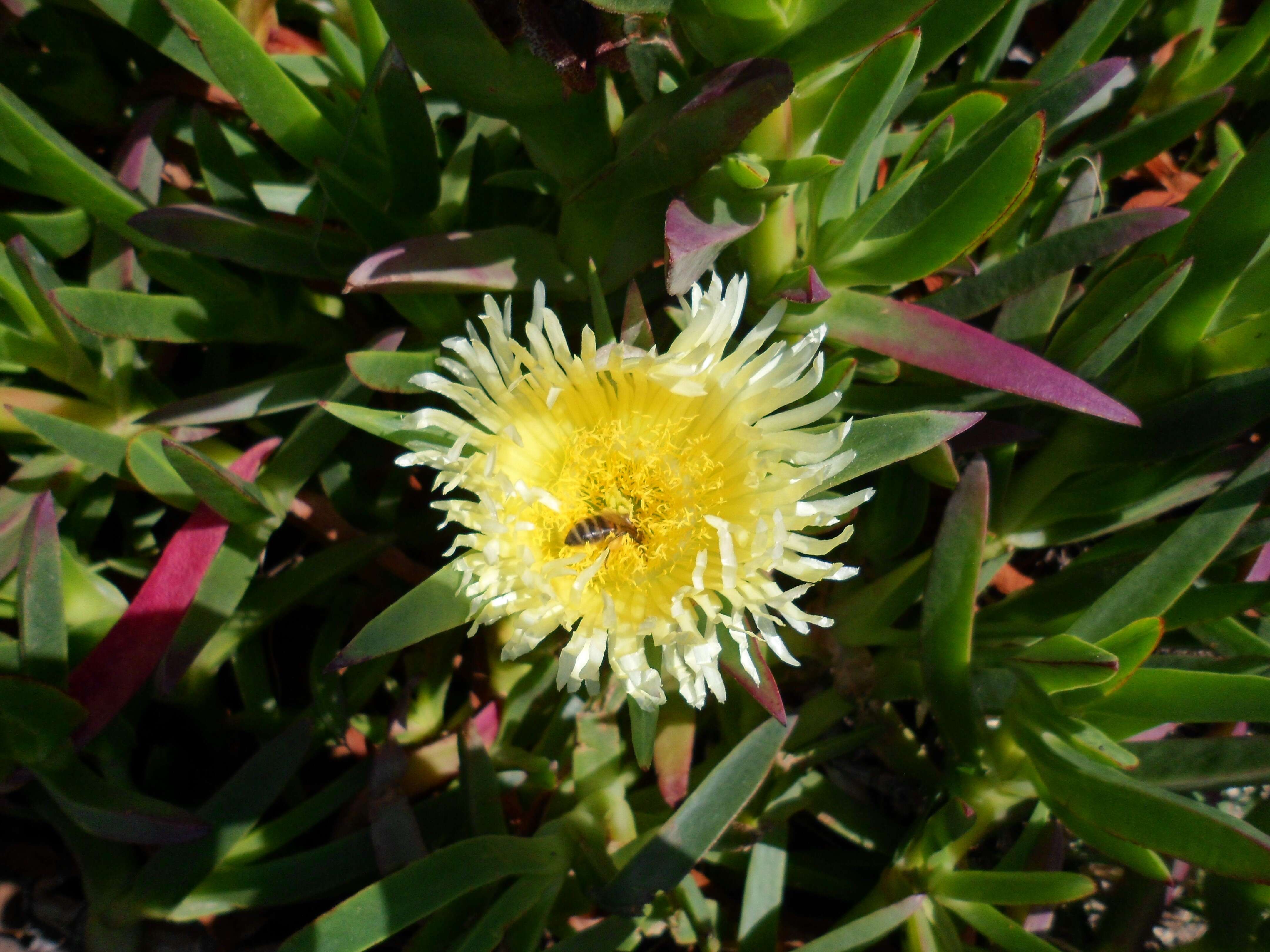 Image of hottentot fig