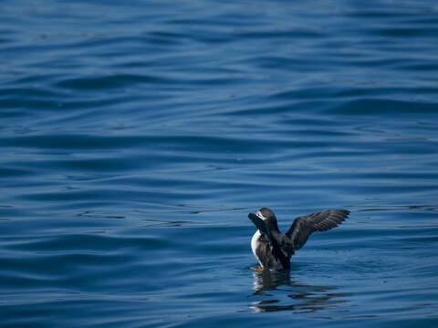 Image of Puffin