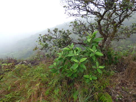 Pluchea carolinensis (Jacq.) G. Don resmi