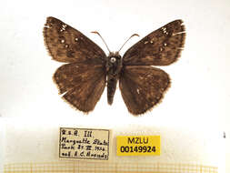 Image of Mottled Duskywing