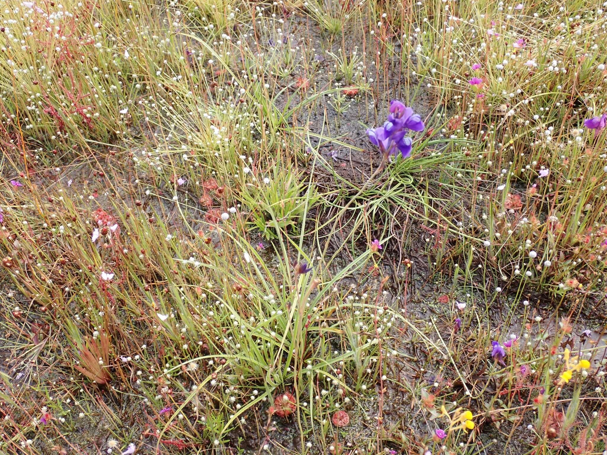 Utricularia delphinioides Thorel ex Pellegr. resmi