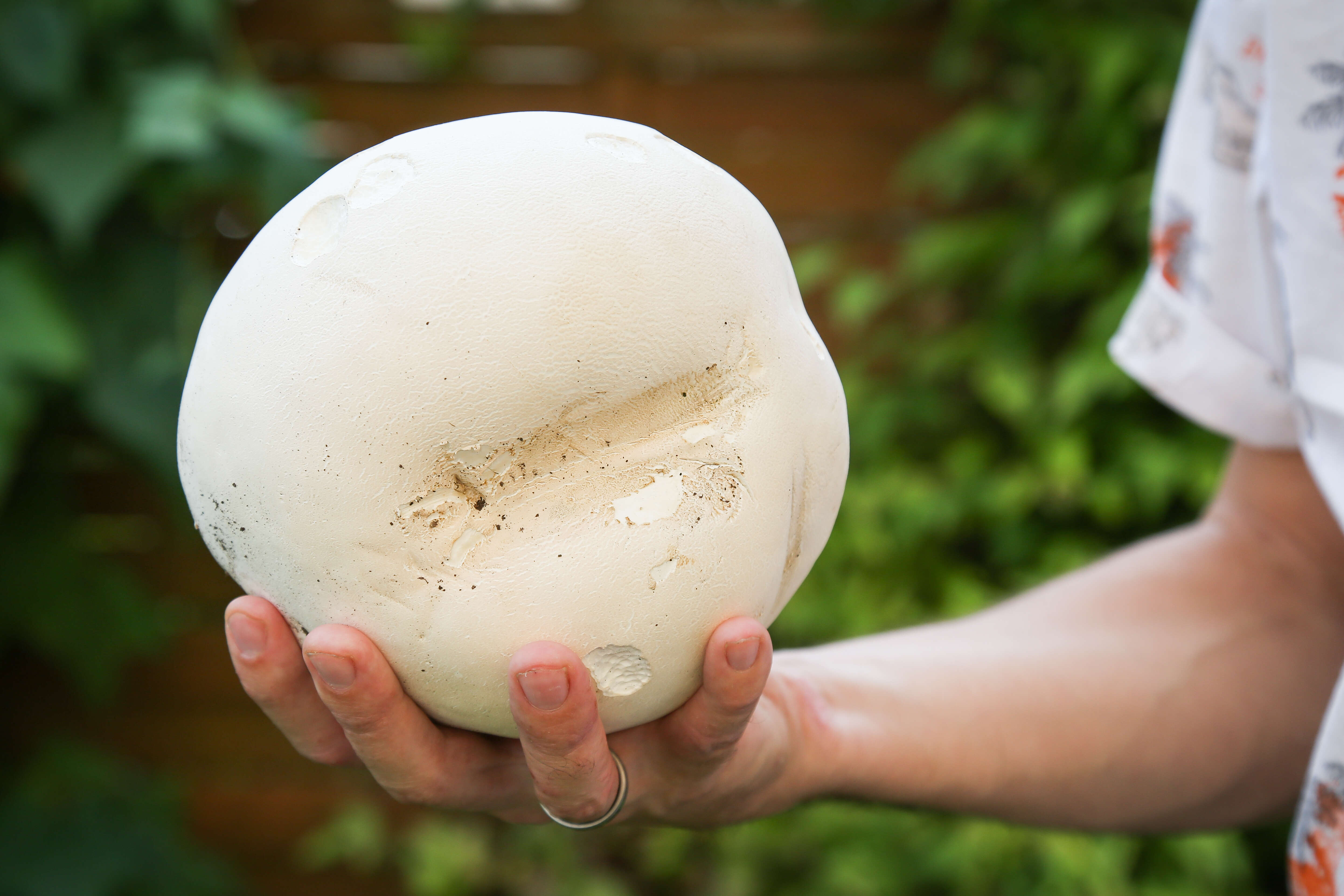 Image of Calvatia gigantea (Batsch) Lloyd 1904