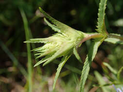 Image of late-flowering yellow rattle