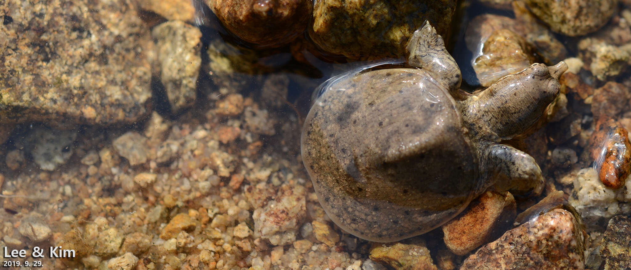 Image of Northern Chinese softshell turtle