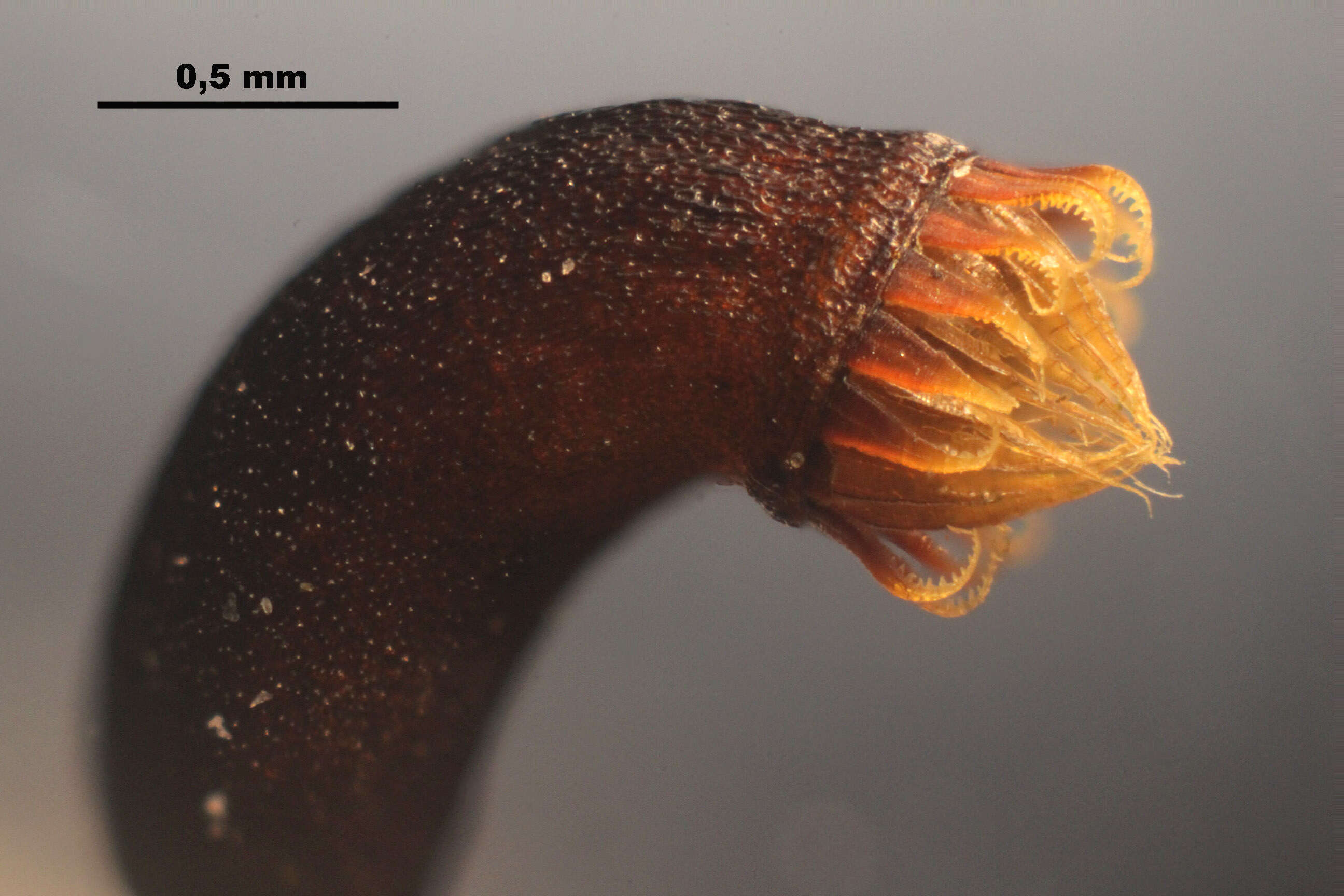 صورة Brachythecium salebrosum W. P. Schimper ex B. S. G. 1853