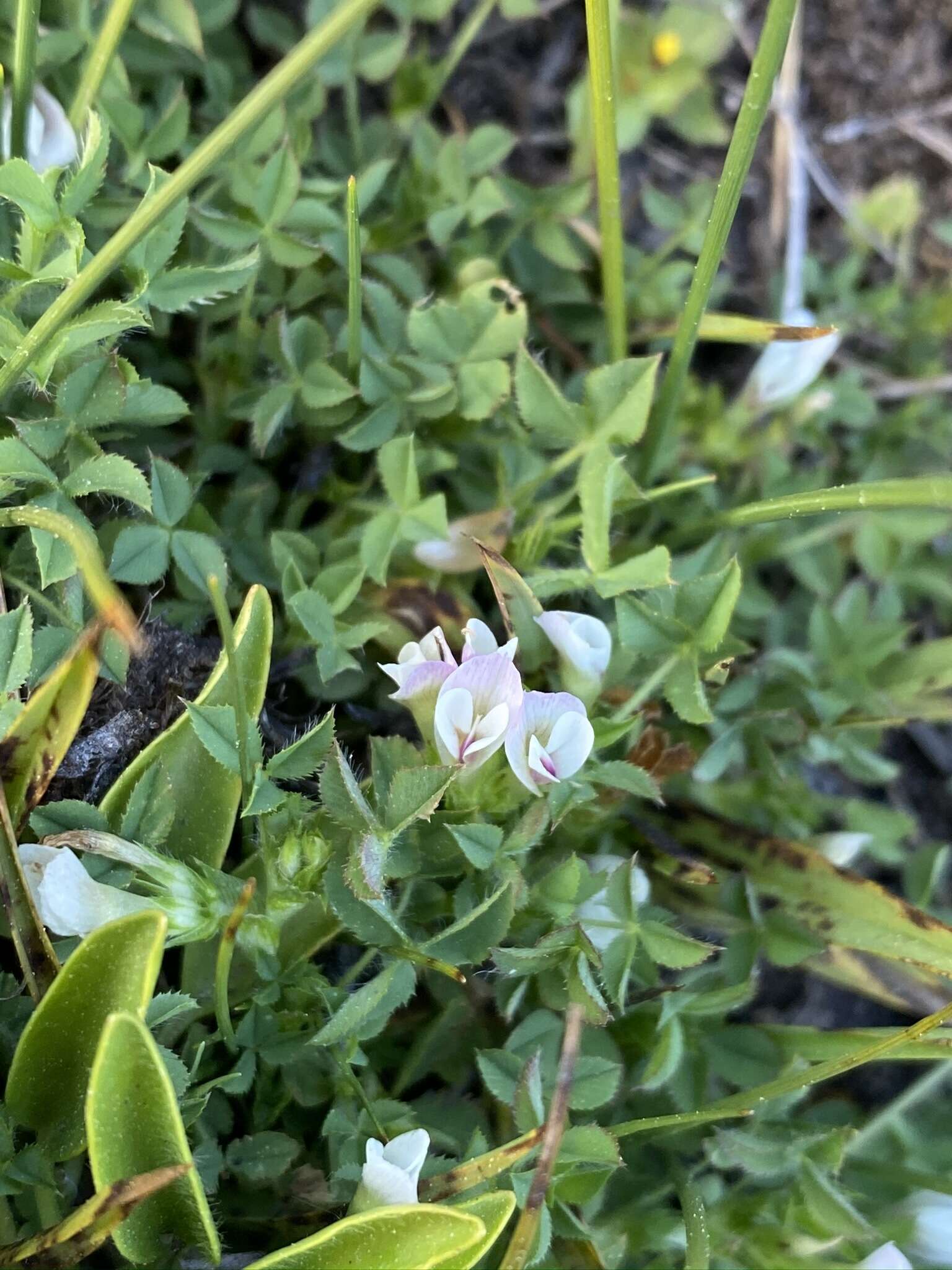 Image of mountain carpet clover