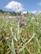 Image of soft aster