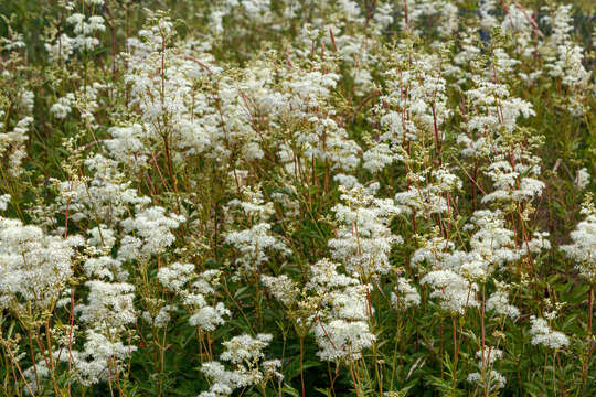 Image of Meadowsweet