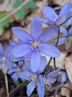 Image of Anemone hepatica