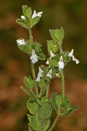 Image of white cat's paw