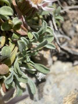 Image of tufted Townsend daisy