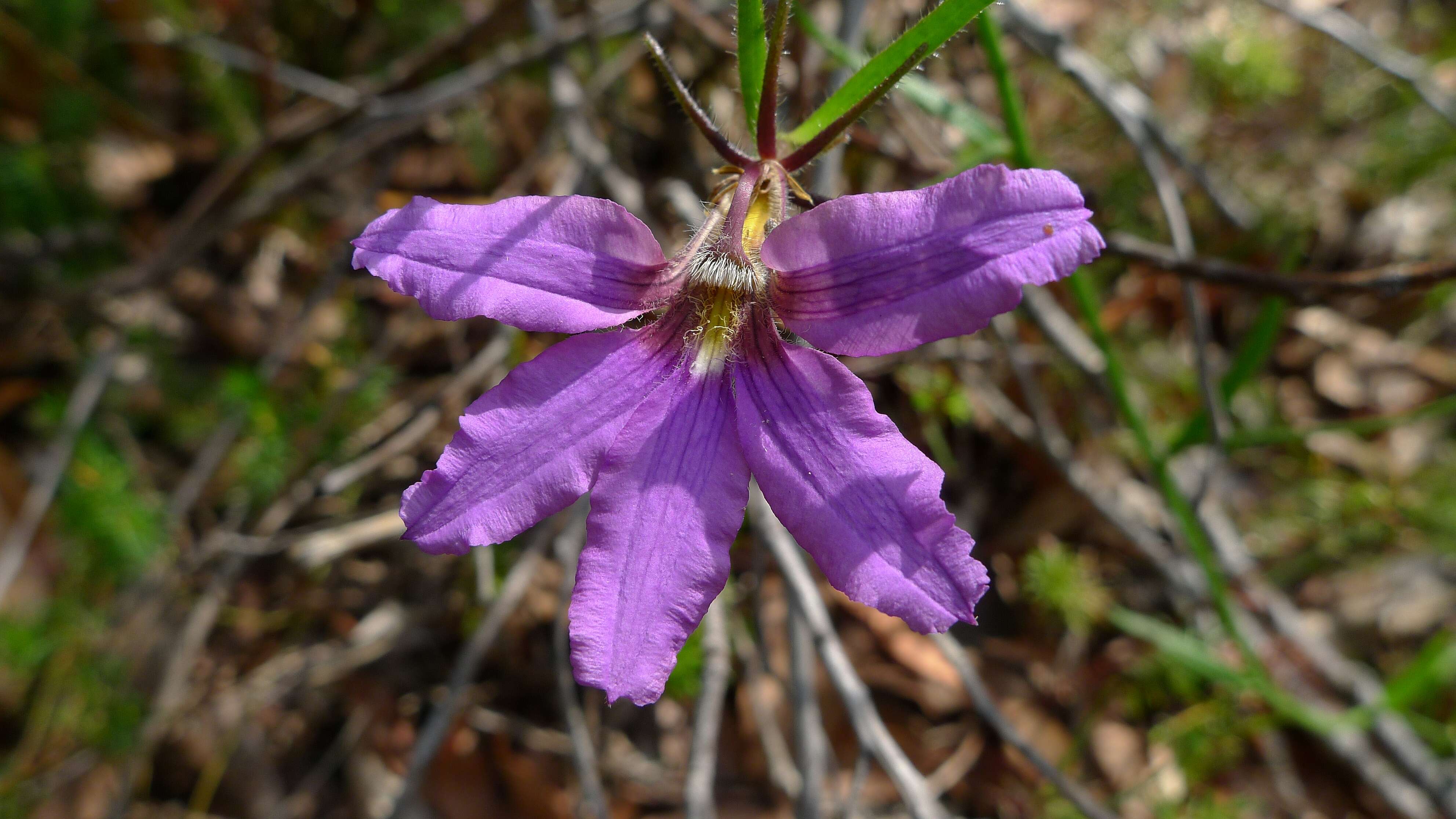 Image of Scaevola ramosissima (Smith) K. Krause