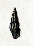 Image of Crassispira guildingii (Reeve 1845)