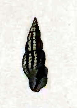 Image of Crassispira guildingii (Reeve 1845)