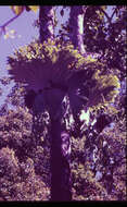 Image of staghorn fern