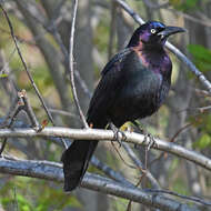 Image of Boat-tailed Grackle