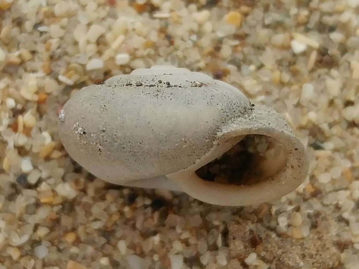 Image of Fraternal Snail