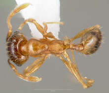 Pheidole cerebrosior Wheeler 1915 resmi