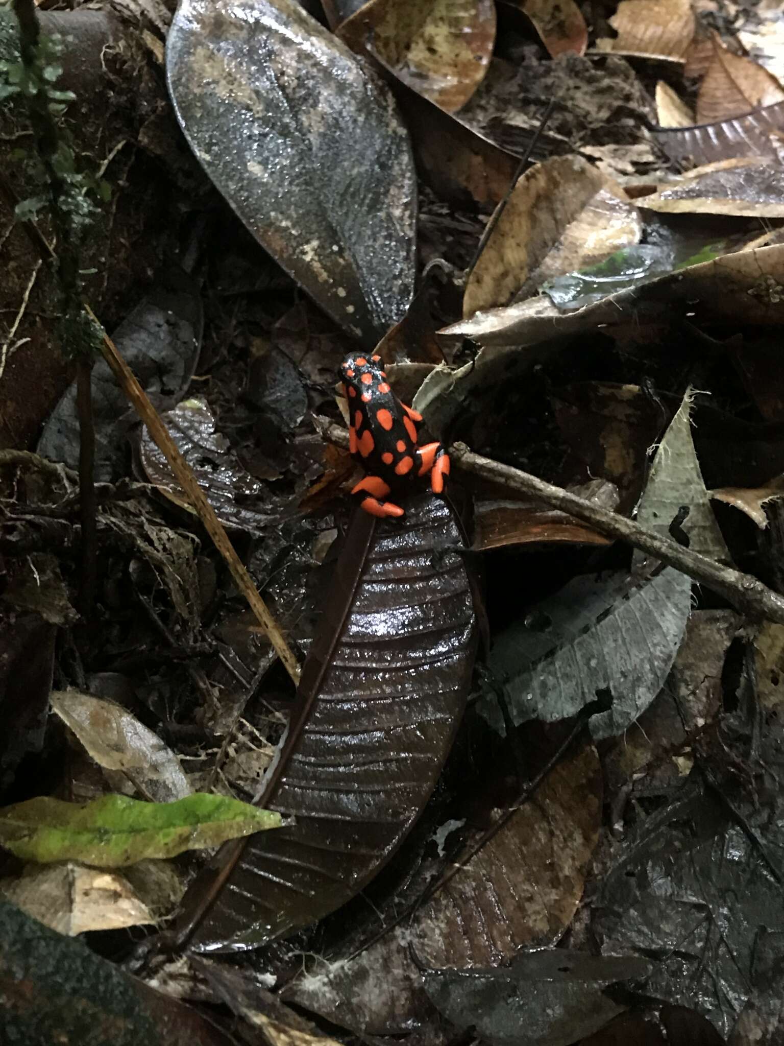 Image of Oophaga solanensis Posso-Terranova & Andrés 2018