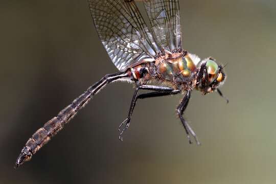 Image of Whitehouse's Emerald