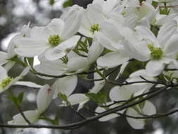 Image of flowering dogwood