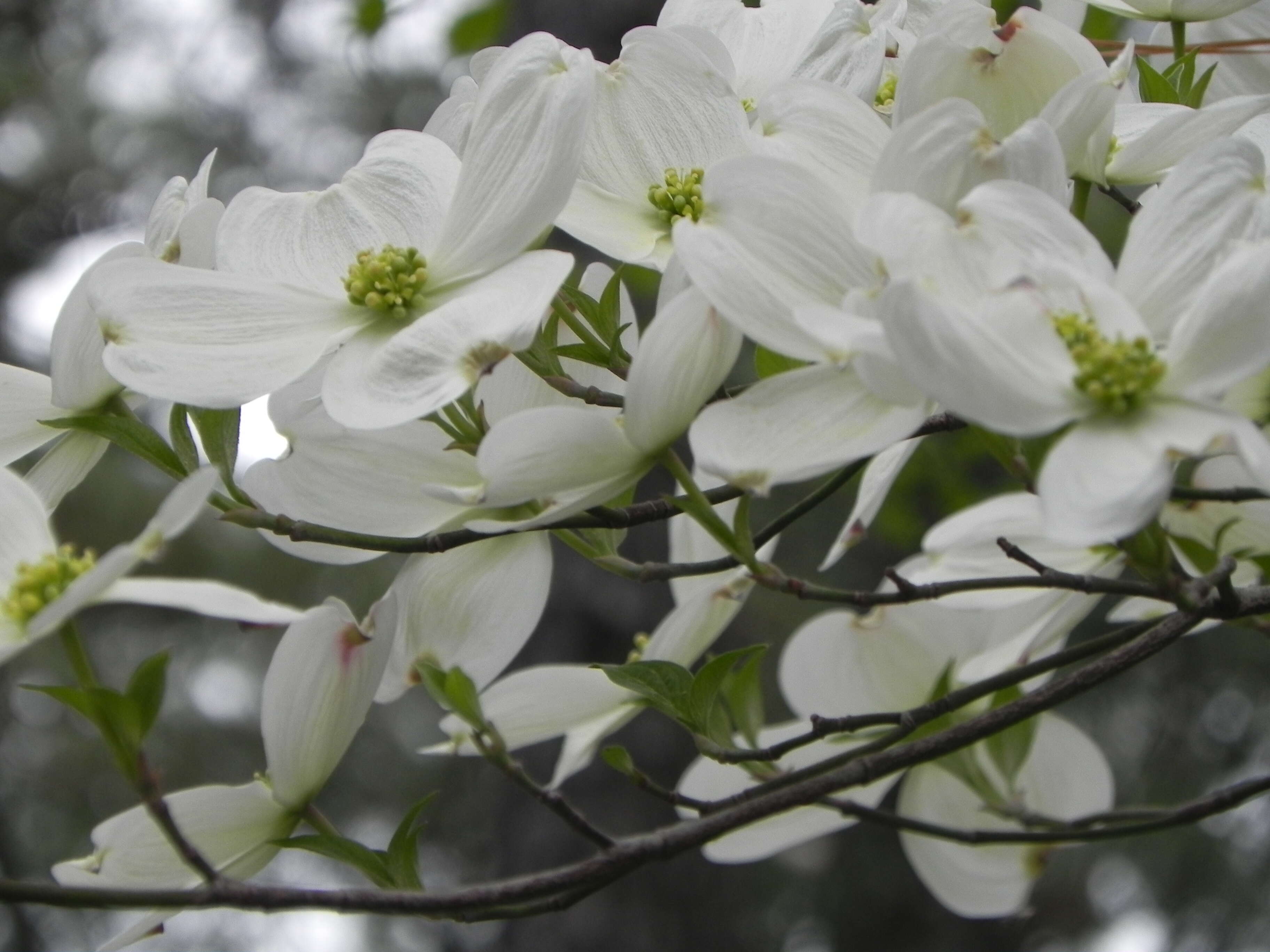 Image of flowering dogwood