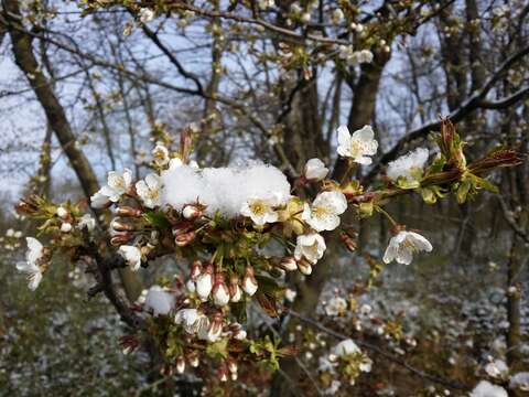 Image of gean, wild cherry