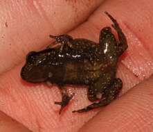 Image of De Villier’s Moss Frog