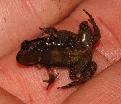 Image of De Villier’s Moss Frog