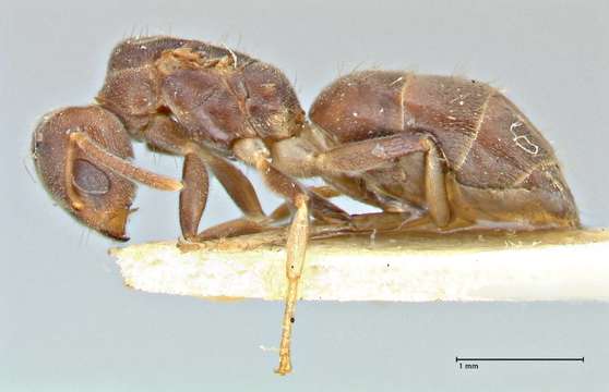 Image of <i>Technomyrmex laurenti</i> (Emery 1899)