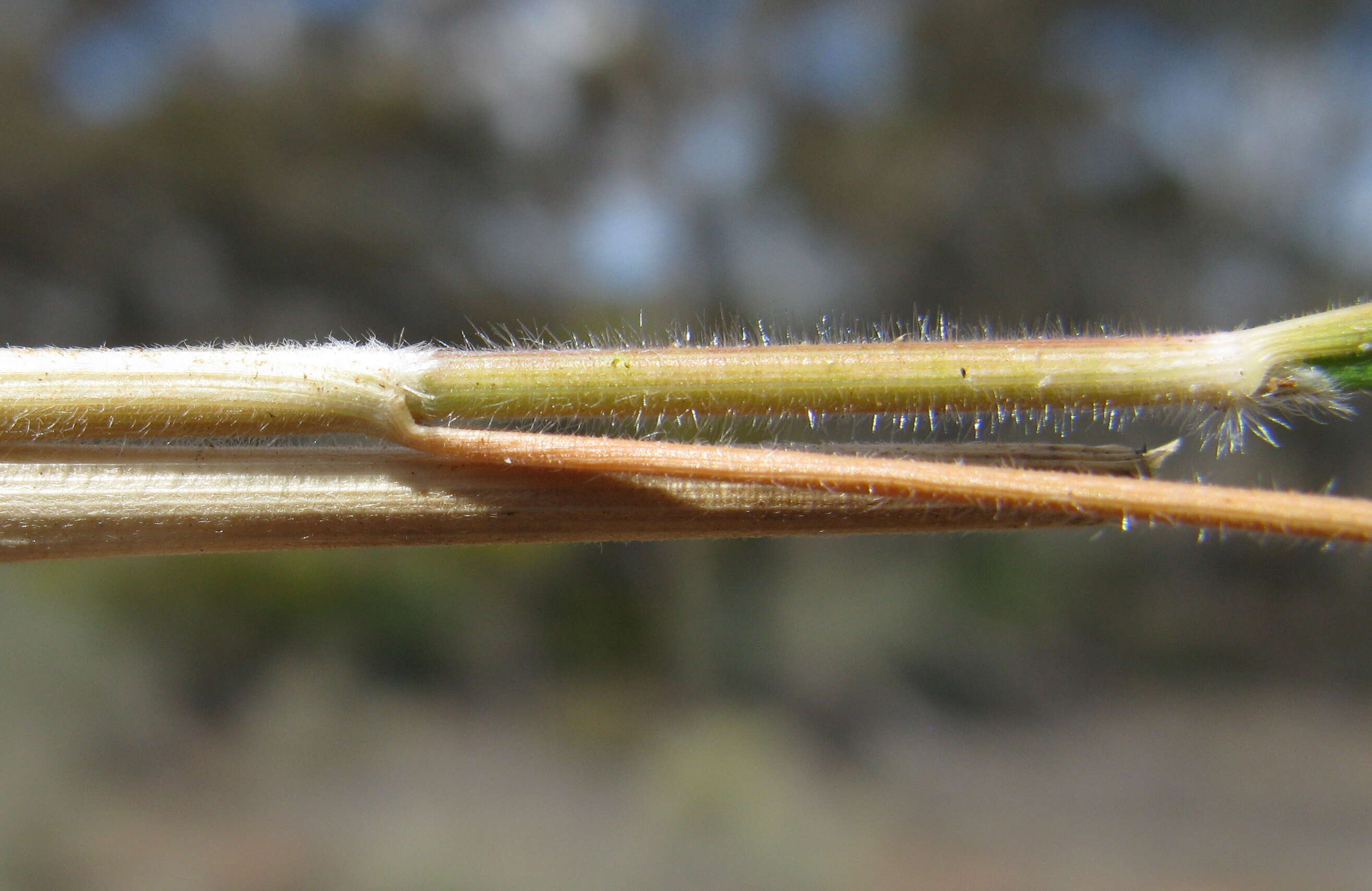 Image of Austrostipa nodosa (S. T. Blake) S. W. L. Jacobs & J. Everett