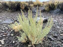 Plancia ëd Neokochia americana (S. Watson) G. L. Chu & S. C. Sand.