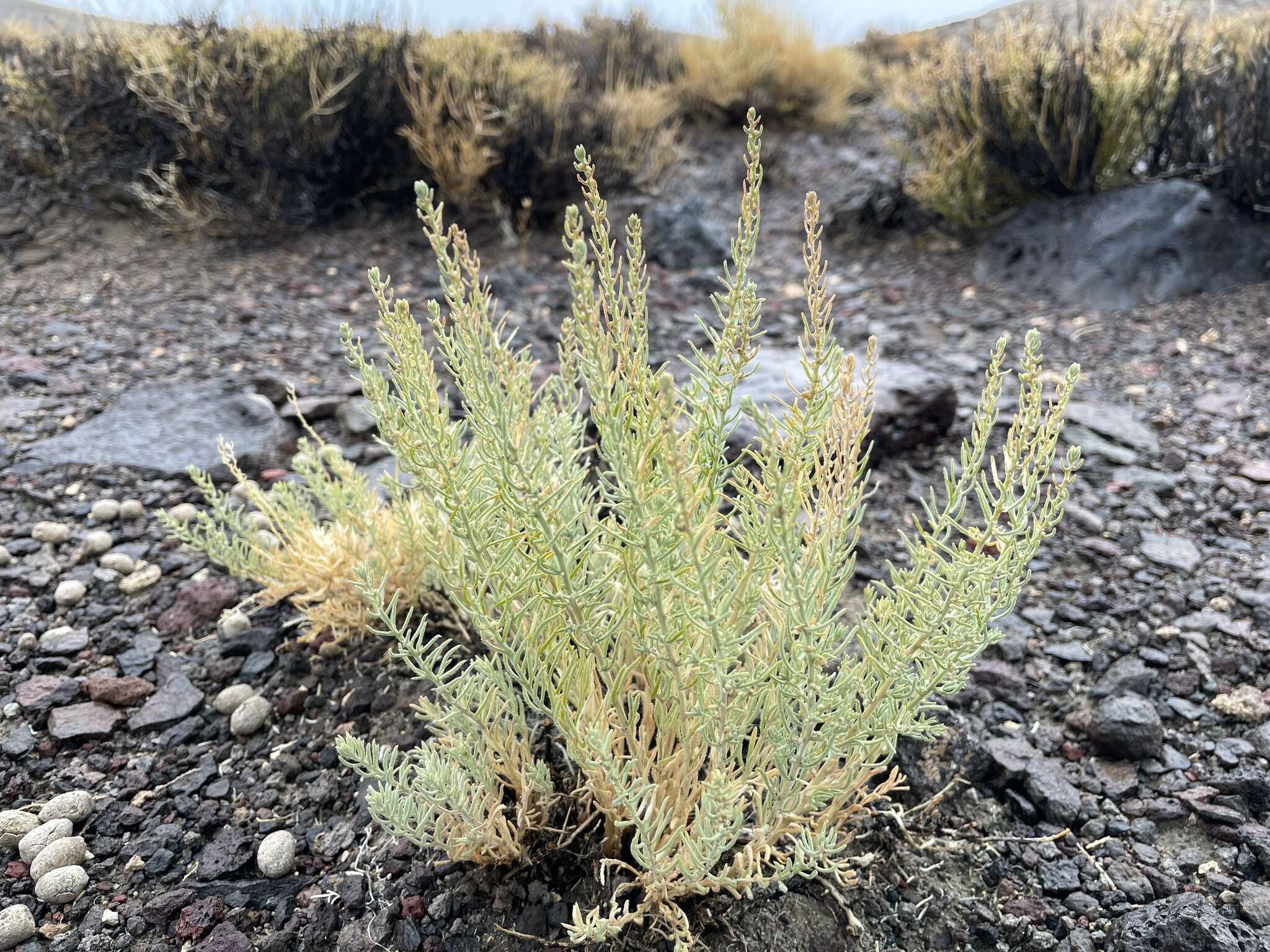 Plancia ëd Neokochia americana (S. Watson) G. L. Chu & S. C. Sand.