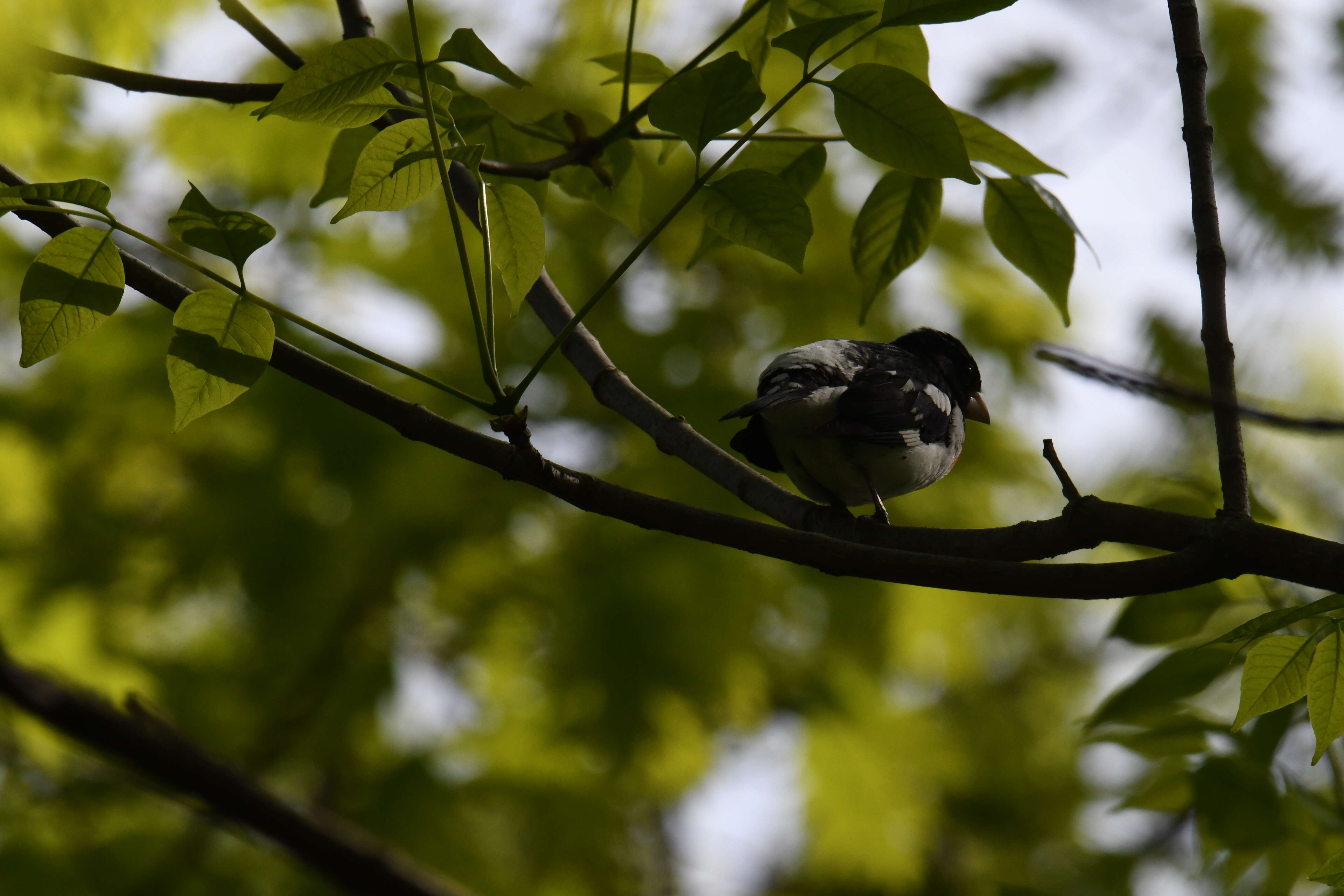 Image of Rose-breasted Grosbeak